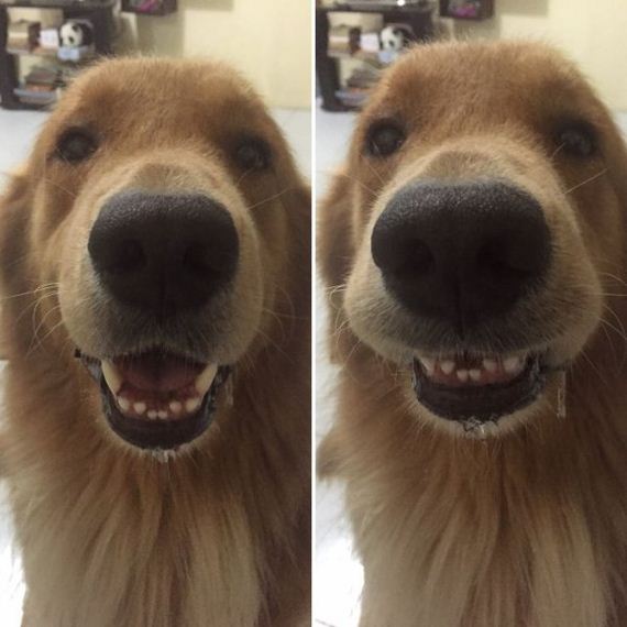 02-pets-before-and-after-being-called-a-good-boy
