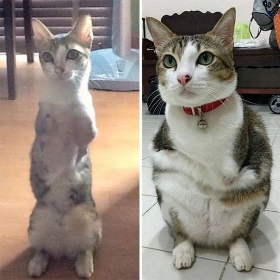 09-able-the-two-legged-cat-thats-living-up-to-his-name