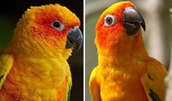 09-pets-before-and-after-being-called-a-good-boy