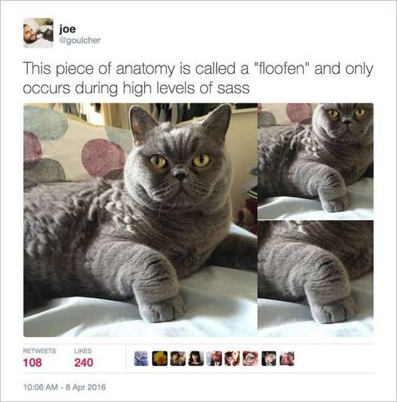 11-funny_cat_tweet