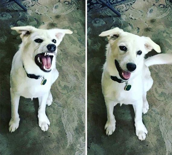 13-pets-before-and-after-being-called-a-good-boy