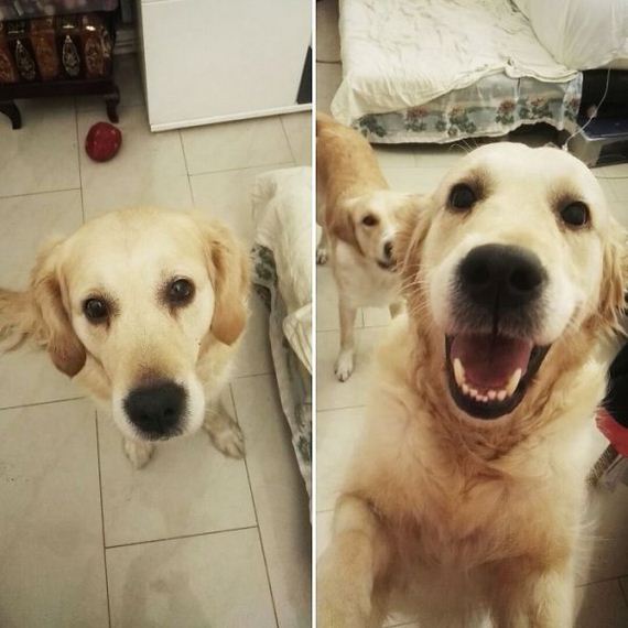 22-pets-before-and-after-being-called-a-good-boy