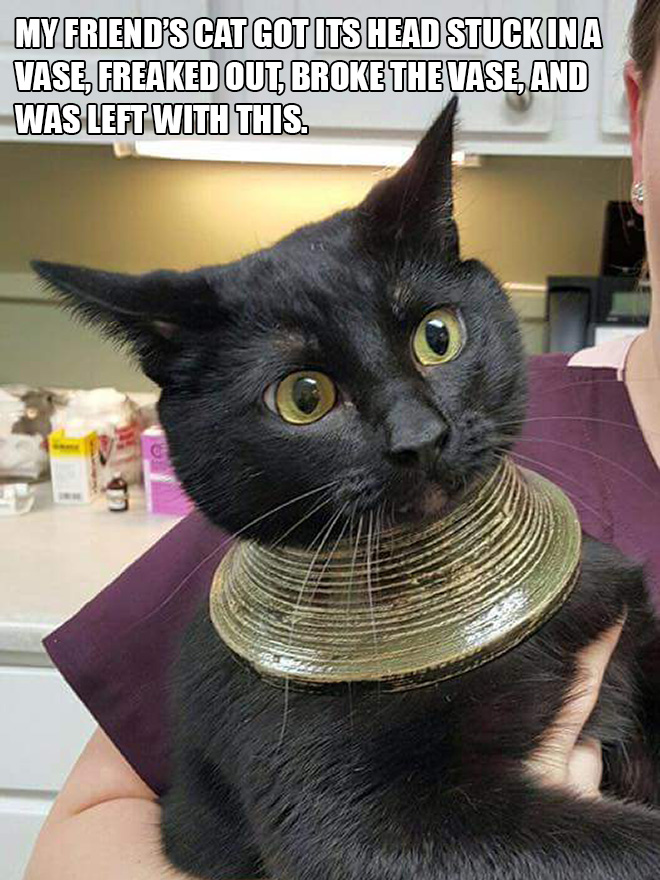 Dumb Cats That Will Make You Laugh - Barnorama