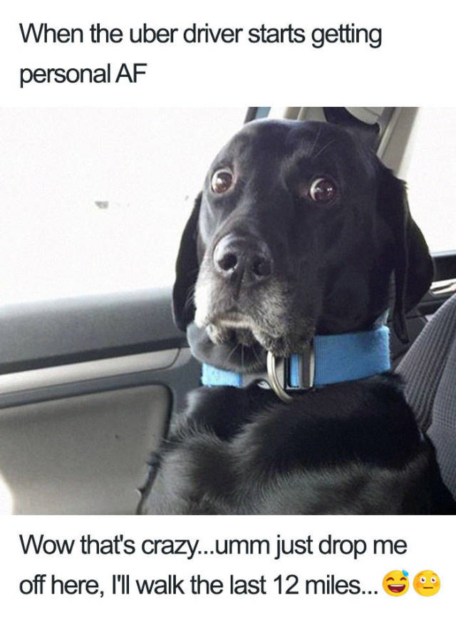 Uber Rides Can Only Be Described With Animal Memes! - Barnorama
