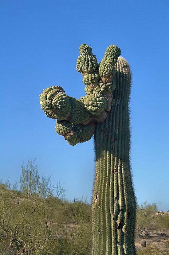 The Giant Saguaro Cactus - Barnorama