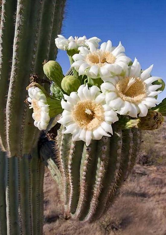 The Giant Saguaro Cactus - Barnorama