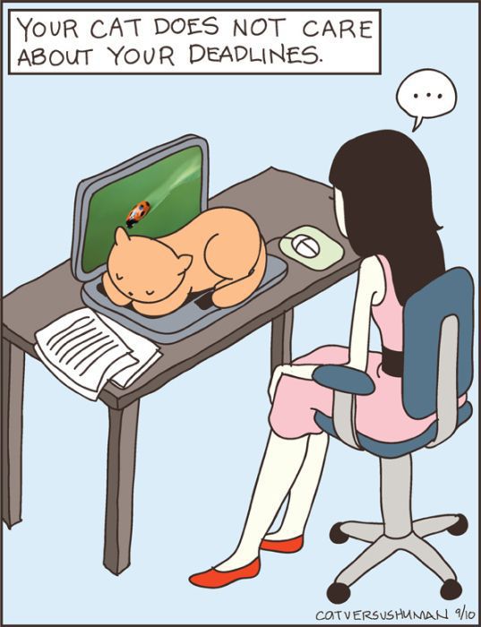 cats-c