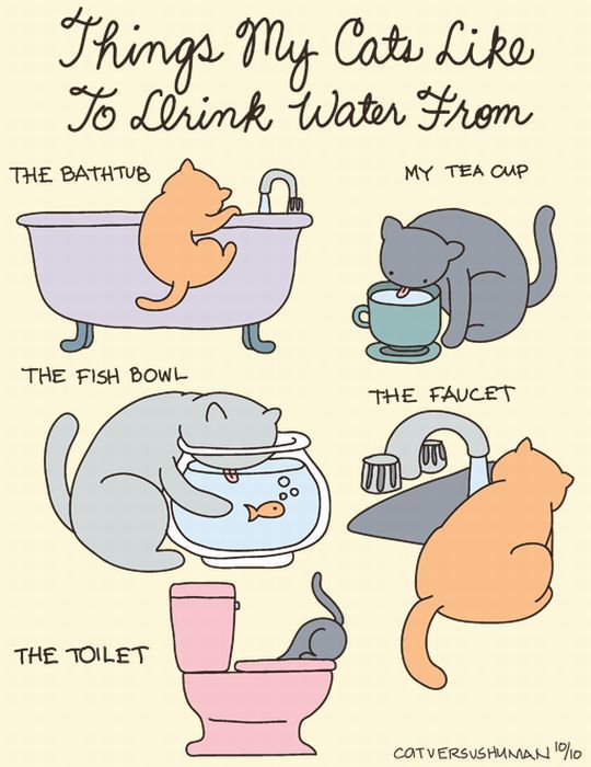cats-c