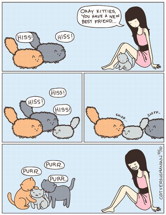cats-c