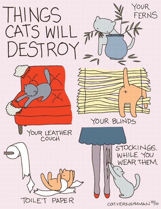 cats-c