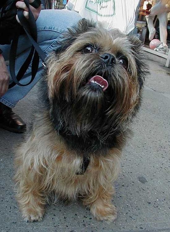 chewbacca dogs funny animals face animal barnorama brussels griffon