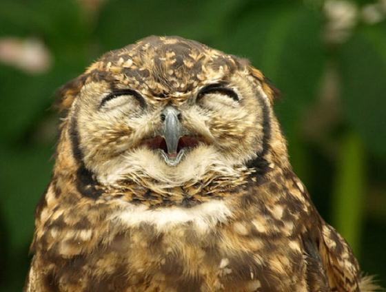 owls-smile