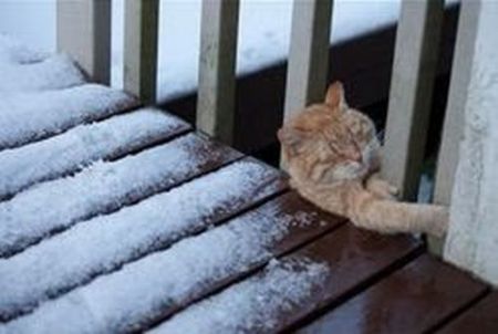 catf