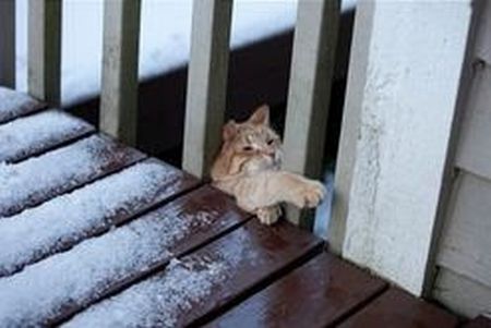 catf