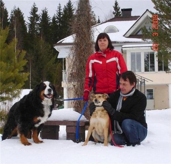 dogs