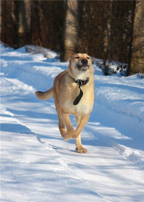 dogs