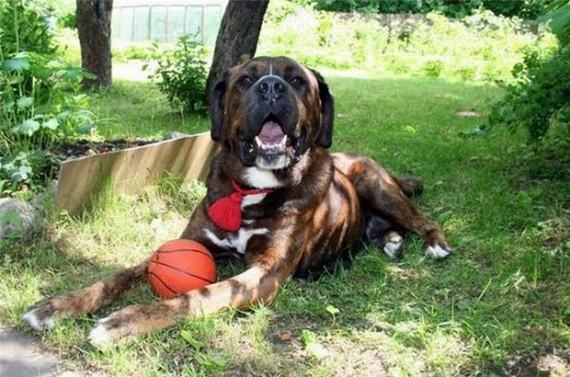 dogs
