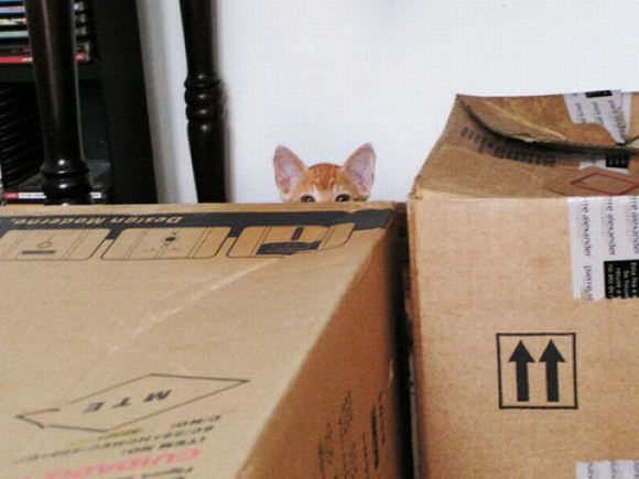 kitties
