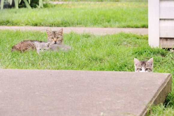 kitties