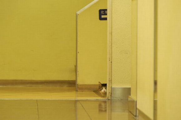 kitties