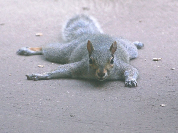 lazy