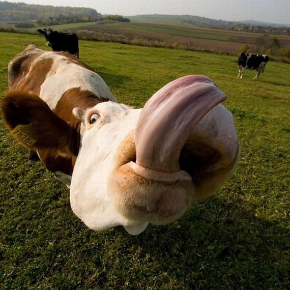 f68
