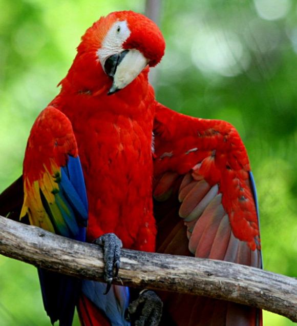 Amazing Exotic Birds - Barnorama