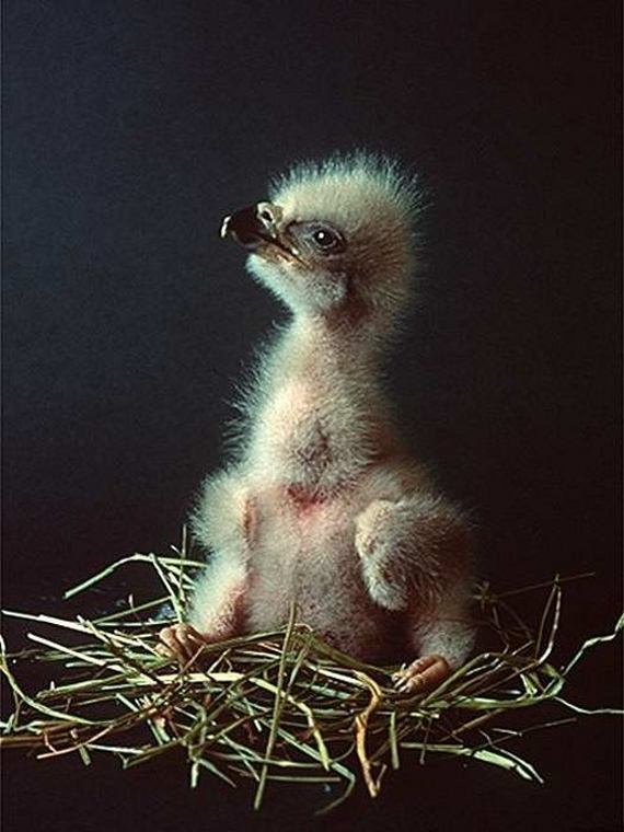 Cute Baby Eagles - Barnorama