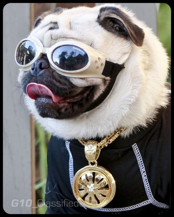 Cool Pug Thugs - Barnorama