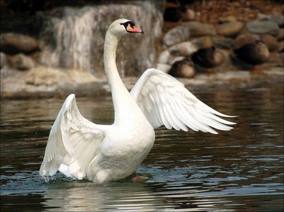 Beautiful Pictures of Swans - Barnorama