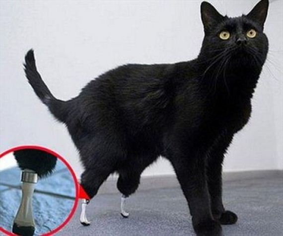 Cat with Prosthetic Legs Barnorama