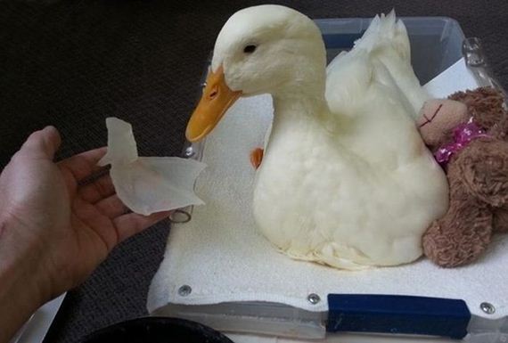3_d_printed_prosthetic_foot