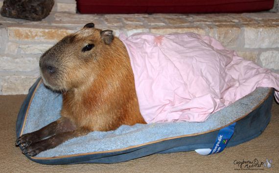After-Looking-At-These-Photos-Capybara