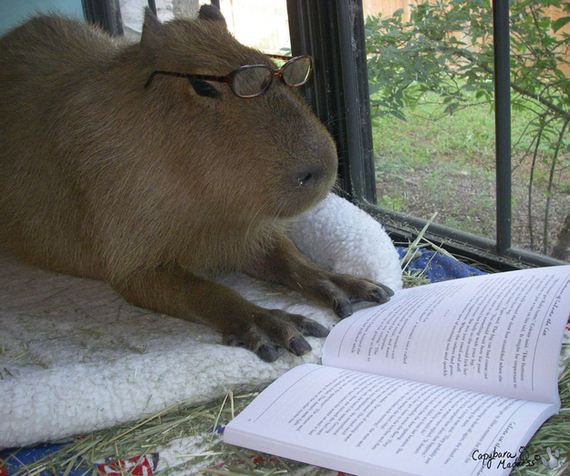 After-Looking-At-These-Photos-Capybara