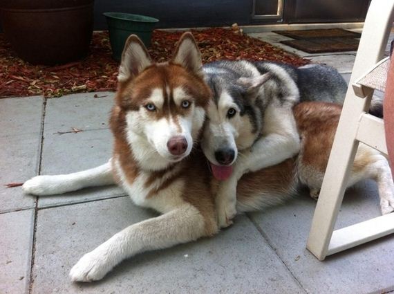 Animal-Pictures-You-Need