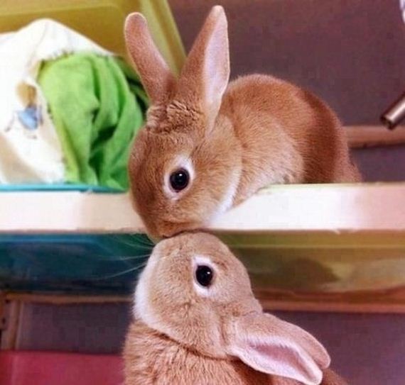 Animal-Pictures-You-Need