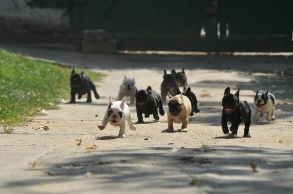 Animal-Pictures-You-Need