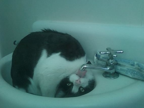 Animal-Pictures-You-Need