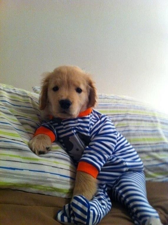 Animal-Pictures-You-Need