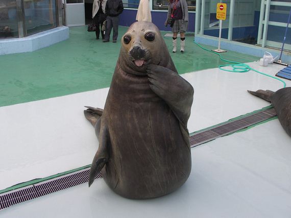 Animal-Pictures-You-Need