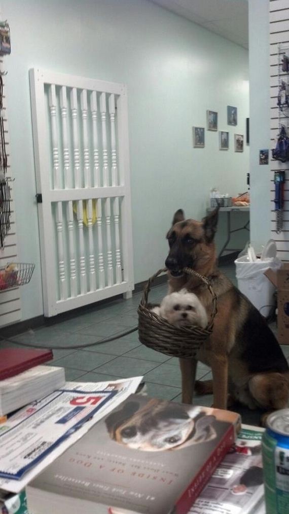 Animal-Pictures-You-Need