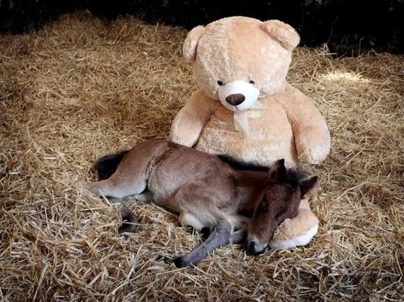 Animal-Pictures-You-Need