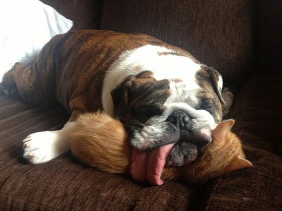 Animal-Tongues-That-Are-Control