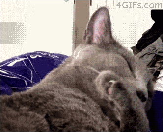 Animal-Tongues-That-Are-Control