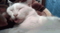Animal-Tongues-That-Are-Control