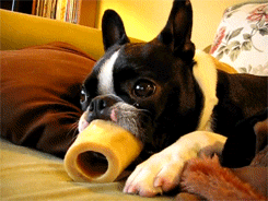 Animal-Tongues-That-Are-Control