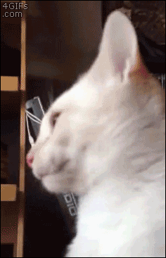 Animal-Tongues-That-Are-Control
