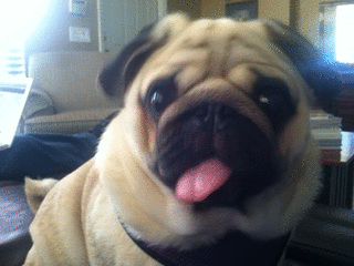 Animal-Tongues-That-Are-Control