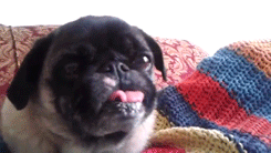 Animal-Tongues-That-Are-Control