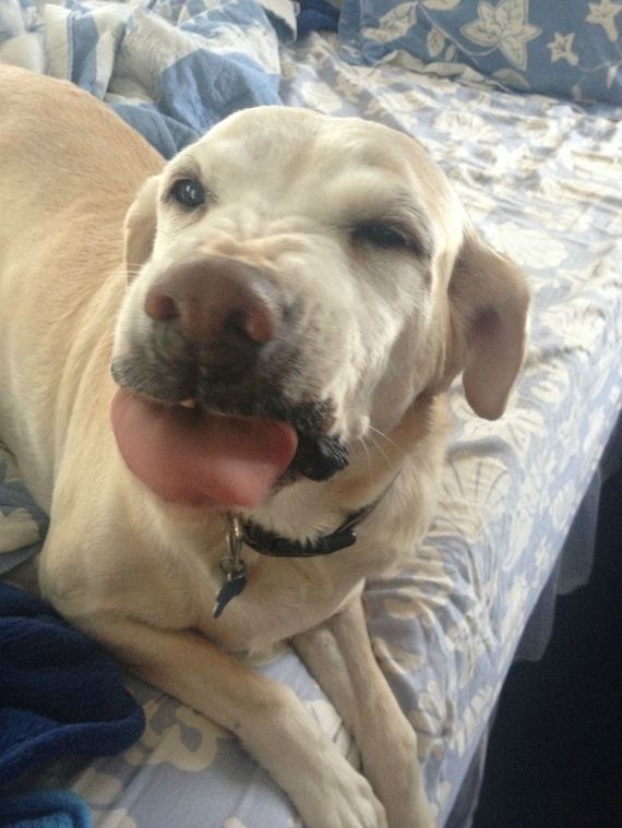Animal-Tongues-That-Are-Control